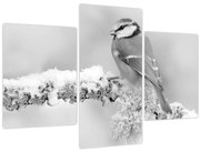 Obraz - Vtáčik na vetve (90x60 cm)