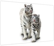 Obraz - Biely tiger (90x60 cm)