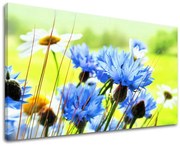 Obraz na stenu KVETY | rôzne rozmery