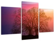 Obraz stromov v hmle (90x60 cm)