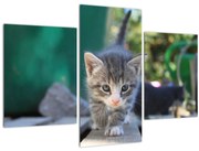 Obraz mačiatka (90x60 cm)