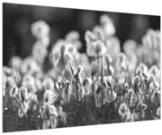 Obraz - Letná lúka (90x60 cm)