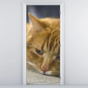Fototapeta na dvere - Mačky (95x205cm)