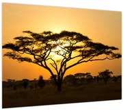 Obraz - Africká savana (70x50 cm)