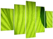 Obraz - Detail zeleného listu (150x105 cm)