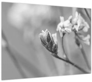 Obraz - Rozkvitnutý kvet (70x50 cm)