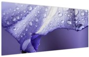 Obraz - Okvetný lístok s kvapkami (120x50 cm)