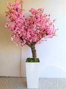 Japonská čerešňa 160cm