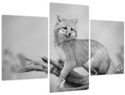 Obraz - Líška šedá (90x60 cm)