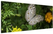 Obraz - biely motýľ (120x50 cm)