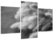 Obraz - bunny tail grass na stole (90x60 cm)