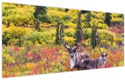 Obraz - Karibu na Aljaške (120x50 cm)