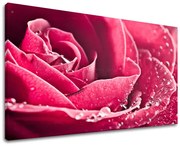 Obraz na stenu KVETY | rôzne rozmery