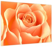 Obraz - Ruža, marhuľová farba (70x50 cm)