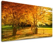 Obraz na stenu STROMY | rôzne rozmery