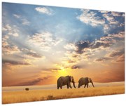 Obraz - Slony putujúce savanou (90x60 cm)