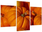 Obraz - Veľké tekvice (90x60 cm)