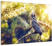 Obraz sovy na strome (70x50 cm)