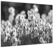 Obraz - Letná lúka (70x50 cm)