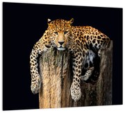 Leopard, obraz