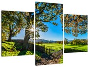 Obraz - Výhľad na pole (90x60 cm)