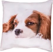 Dekoračný vankúšik Kavalier King Charles Španiel, 25x25 cm%