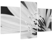 Obraz - Čiernobiely kvet (90x60 cm)
