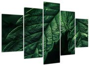 Obraz - Detail hárku (150x105 cm)