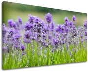 Obraz na stenu KVETY | rôzne rozmery