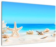 Obraz - Zátišie s mušľami (90x60 cm)
