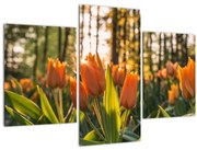 Obraz - kvety tulipánov (90x60 cm)