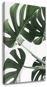 Obraz na plátne RASTLINY 009 | rôzne rozmery