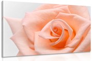 Obraz ruža v broskyňovom odtieni