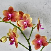 Orchidea Phalaenopsis Golden Leopard