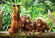Fototapeta - Orangutan v džungli (254x184 cm)