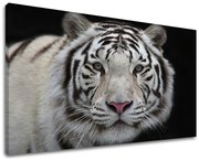 Obraz na stenu ZVIERATÁ | rôzne rozmery