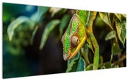 Obraz chameleóna (120x50 cm)