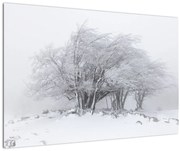 Obraz - Biela zima (90x60 cm)
