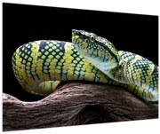 Obraz - Štrkáč Waglerov (90x60 cm)