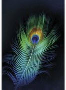 Plátno maľba Peacock Eye