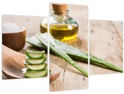 Obraz - Aloe vera (90x60 cm)