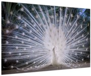 Obraz - Biely páv (90x60 cm)