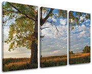 Obraz na stenu STROMY | rôzne rozmery