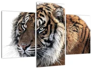Obraz tigra (90x60 cm)