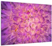 Detailný obraz kvetu (70x50 cm)