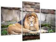 Obraz leva (90x60 cm)