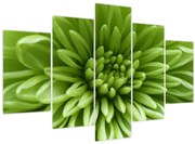 Obraz - Makro snímka rastliny (150x105 cm)