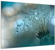 Obraz - Púpava - petrolej (70x50 cm)