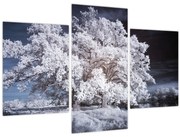 Obraz - Snehobiely strom (90x60 cm)
