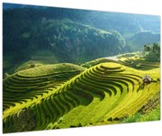 Obraz - Koncert ryžových terás (90x60 cm)